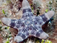 Bothriaster Primigenius søstjerne