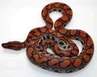 Brasiliansk rød regnbueboa (Epicrates cenchria cenchria)