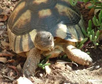 Bredrandet Landskildpadde (Testudo marginata)