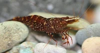 Brilliant Kardinalreje (Caridina sp.)