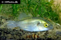 Bronze Kuglefisk (Auriglobus modestus)