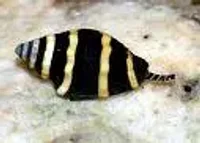 Bumble bee snail (Pusiostoma mendicaria)