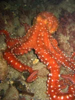 Callistoctopus macropus Rød Blæksprutte