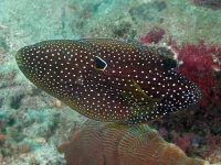 Calloplesiops altivelis - komet miralkelbars