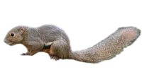 Callosciurus notatus plantain Egern