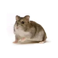 Campbells dværghamster hun (Phodopus campbelli)