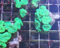 Caulastrea Candy Cane 2-3 hoveder