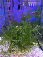 Caulerpa racemosa (alge til saltvand) Vindrue alge