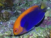 Centropyge acanthops