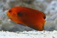 Centropyge Fisheri (Hawaii)