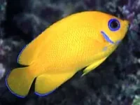 Centropyge Flavissimus (Hawaii)