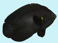 Centropyge Nox