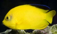 Centropyge Woodheadi
