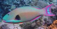 Cetoscarus Bicolor