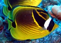 Chaetodon Lunula (Indonesien)