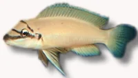 Chalinochromis brichardi