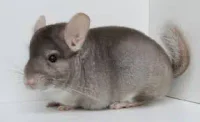 Chinchilla (Chinchilla lanigera) Beige