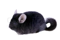 Chinchilla (Chinchilla lanigera) Sort eller Grå
