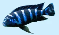 Chindongo demasoni (Tidl. Pseudotropheus demasoni)