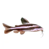 Chokolade malle (Platydoras armatus)