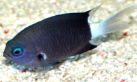 Chromis Bicolor