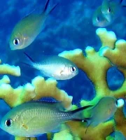 Chromis Flavaxilla