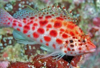 Cirrhitichthys Oxycephalus
