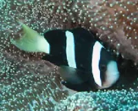 Clarkii klovnfisk (Amphiprion clarkii)
