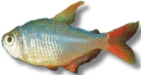 Colombiansk Tetra (Moenkhausia Columbiana)