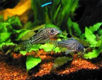Corydoras Julii pansermalle