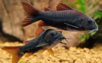 Corydoras Venezuela Black - Eksklusiv sort pansermalle til bunden