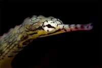 Corythoichthys intestinalis
