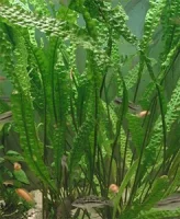 Cryptocoryne aponogetifolia (Hammerslået)