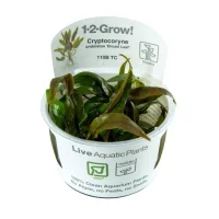 Cryptocoryne undulata Broad Leaf 1-2-GROW