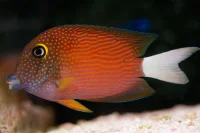 Ctenochaetus flavicauda kirurgfisk