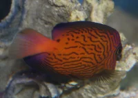 Ctenochaetus hawaiiensis kirurgfisk