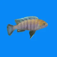 Cynotilapia Afra cobue