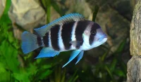 Cyphotilapia frontosa 5 stribet