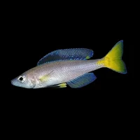 Cyprichromis leptosoma yellow