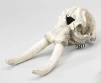Decor elefant kranie