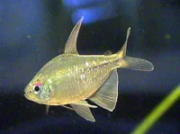 Diamant tetra (Moenkhausia pittieri)