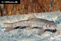 Doktorfisk (Garra rufa)