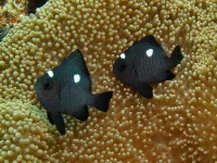 Domino Damsel (Dascyllus trimaculatus)
