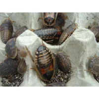 Dubia kakerlak 0,5 kg (blandet størrelser) Blaptica dubia