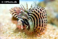 Dværg dragefisk (Dendrochirus brachypterus)