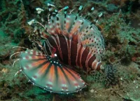 Dværg dragefisk (Dendrochirus zebra)
