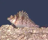 Dværg Koralvogter (Cirrhitichthys falco)