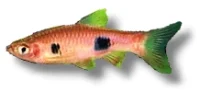 Dværg Rasbora (Rasbora maculata)