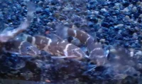 Dværg Rygsvømmermalle (Microsynodontis batesii)