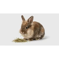 Dværgkanin Teddy Minilop (Oryctolagus cuniculus teddy)